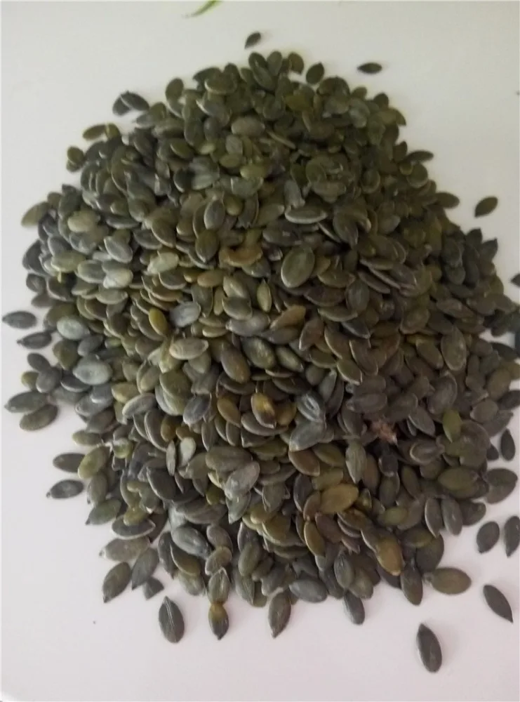 2021 crop China bulk raw GWS pumpkin seeds