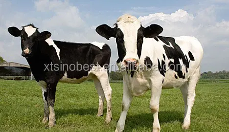 Animal Feed Additives Bacillus licheniformis Livestock Feed Additive