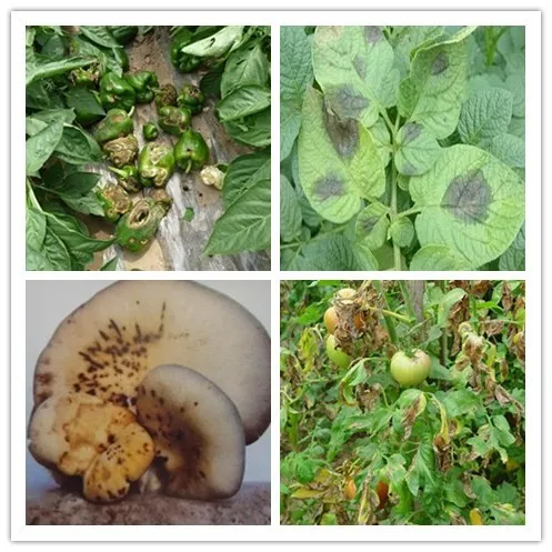 2021 Hot sales! New products Argo-chemical Pesticide Fungicide Carbendazim 20%+Mancozeb 20% WP
