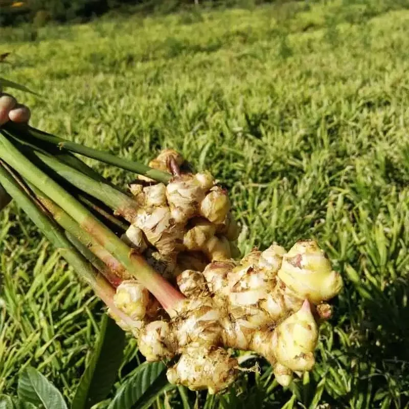 market prices for wholesale chinese fresh ginger