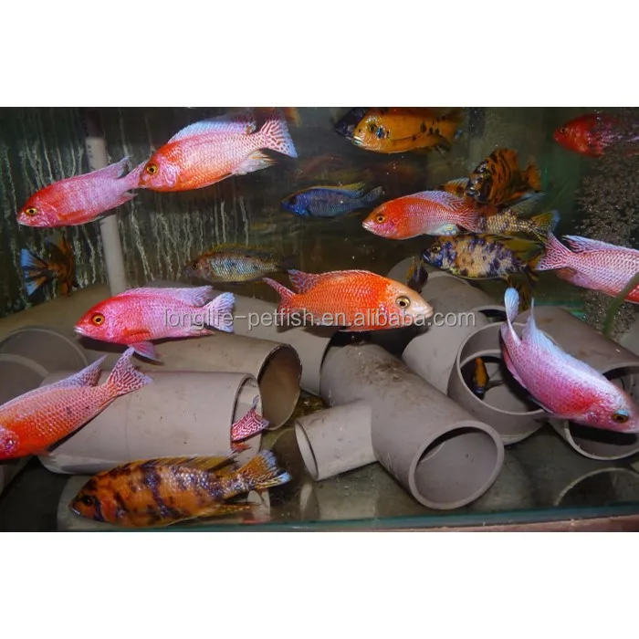 Горячая Распродажа Aulonocara Spp. Var. Цихлид в