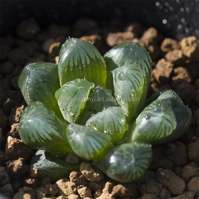 Растение для выращивания тканей суккуленты Haworthia окуперай вар. Венуста комнатное