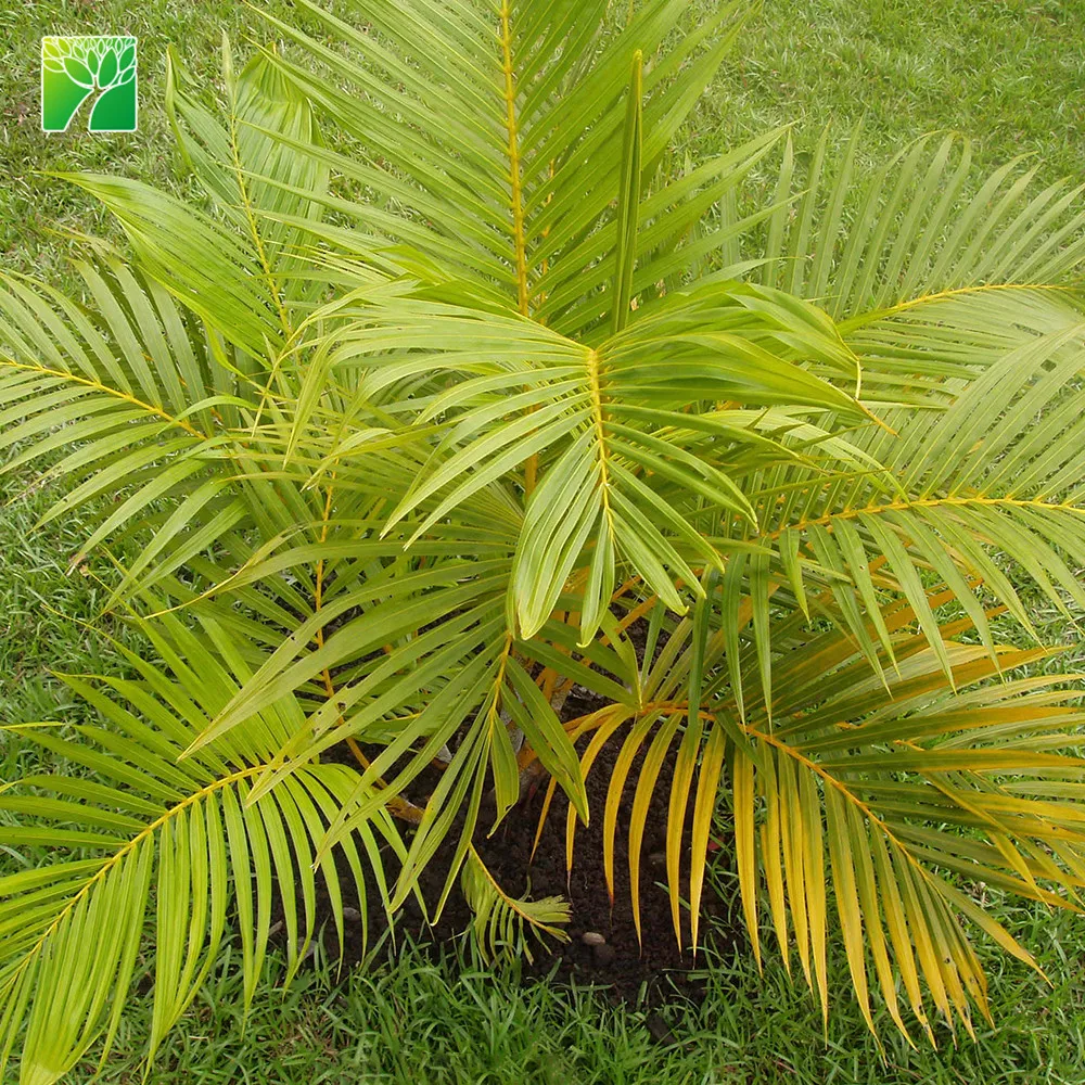 
Evergreen 2m total height Chrysalidocarpus lutescens small palm tree lamp lowes 