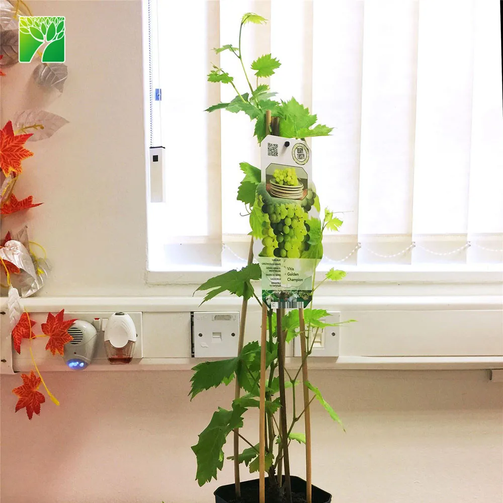 
Cheap wholesale fruit sapling tree Cotton Candy Vitis vinifera 