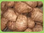 
china fresh taro root 