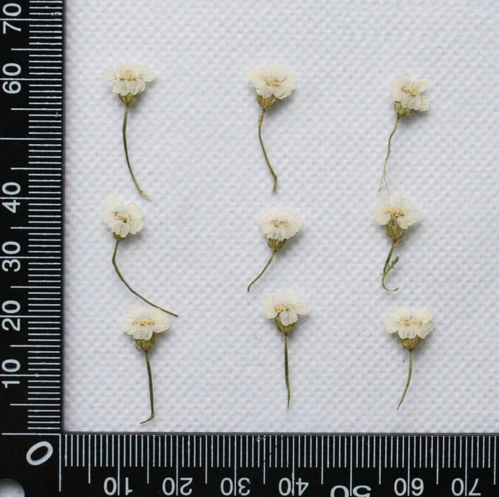  Маленькие прессованные цветы Achillea