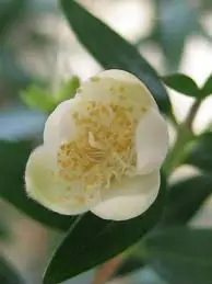 Exporter Myrtle Oil Soothing Open Back Massage