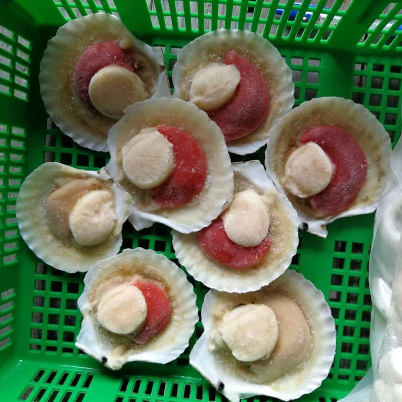 
Sea Scallop With Roe IQF Frozen Seafood  (60217576916)