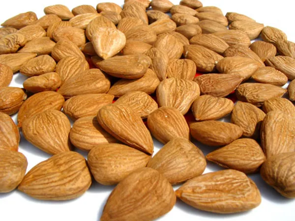 organic apricot seeds benefit apricot kernels in shell for sale