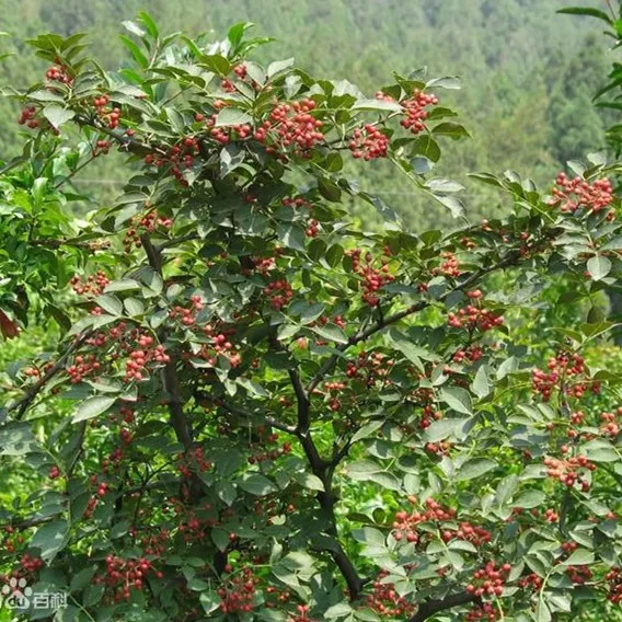 
Good price wholesale China origin food spice Chinese prickly ash 