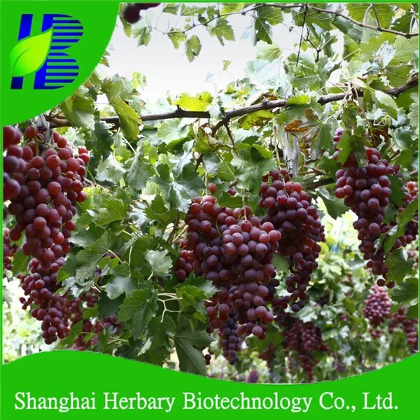 Лидер продаж 2021, хорошие вкусные Виноградные семена для выращивания