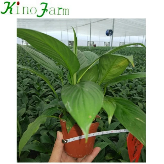 White Color Flower Spathiphyllum