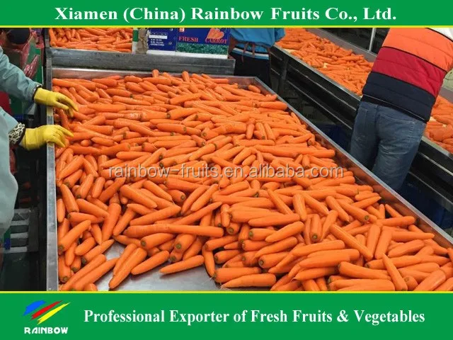 Свежая китайская красная морковка в 2016