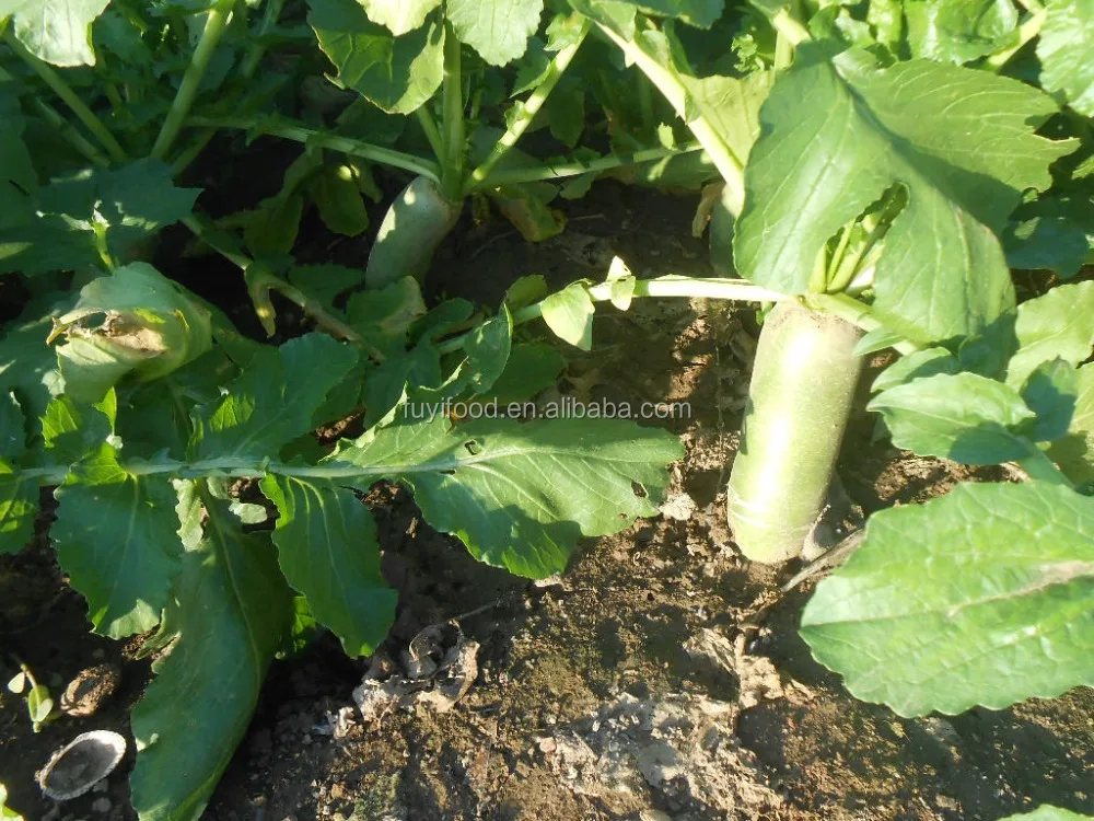 Китайский Вкусный сладкий свежий редис/зеленый редис