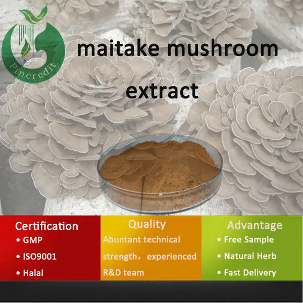 
Grifola frondosa extract, maitake mushroom extract polysaccharide powder 