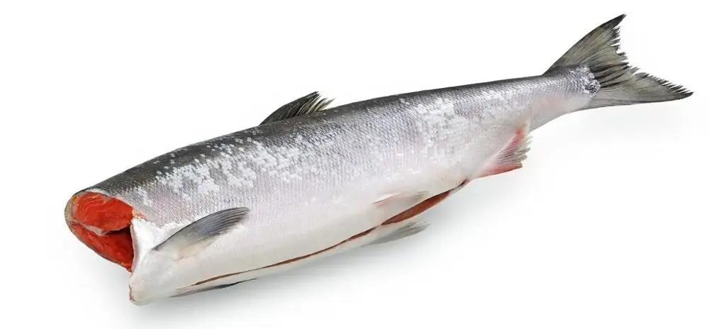 
Good quality sockeye fish frozen russian red salmon 
