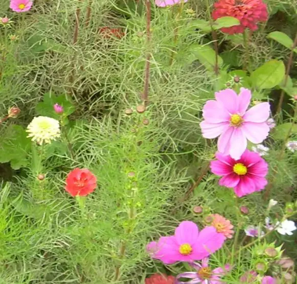 Bo si ju natural park flowering planting Cosmos bipinnatus seeds