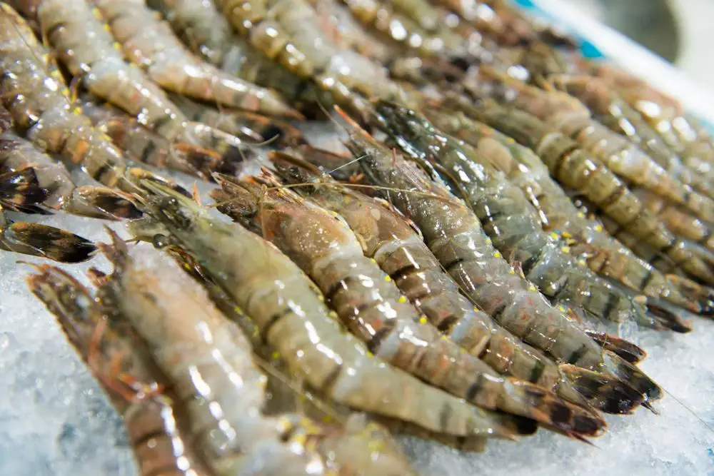 
Black Tiger Prawn (Vietnam, Indonesia, Madagascar) 