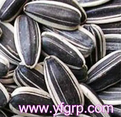 2020 new crop sunflower seeds 361 XINJIANG origin