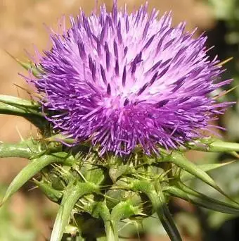 
Protect liver pure Milk Thistle Extract 70% silymarin by UV-VIS, acetone extraction 