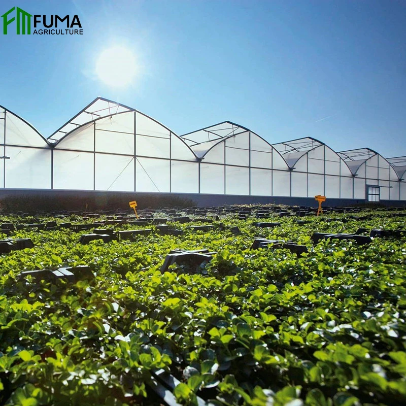FM полная пластиковая пленка, тепличная структура для сельского хозяйства