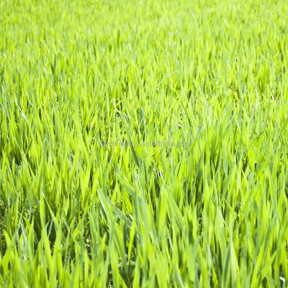 2021 Touchhealthy supply good quality crested wheatgrass for sales