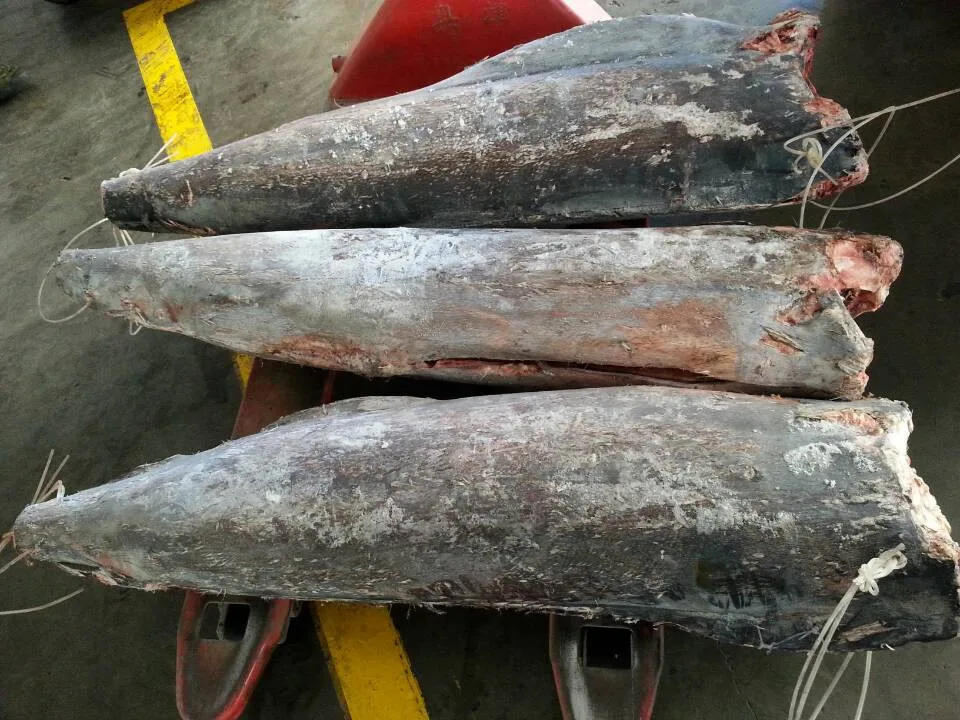 Wholesale HACCP 20kg Frozen Blue Marlin Fish
