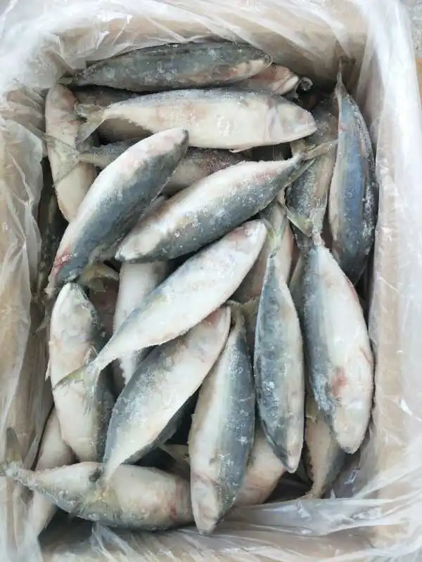 Grade AA frozen whole indian mackerel 6-8 for sale
