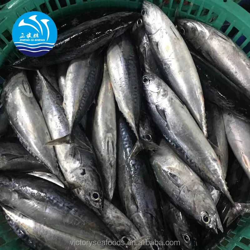 Whole Frozen Pacific Mackerel For Fishing Bait