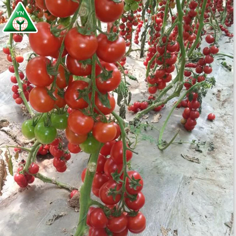 Семена томатов MEIDUO NO.1 F1 с большими красными фруктами