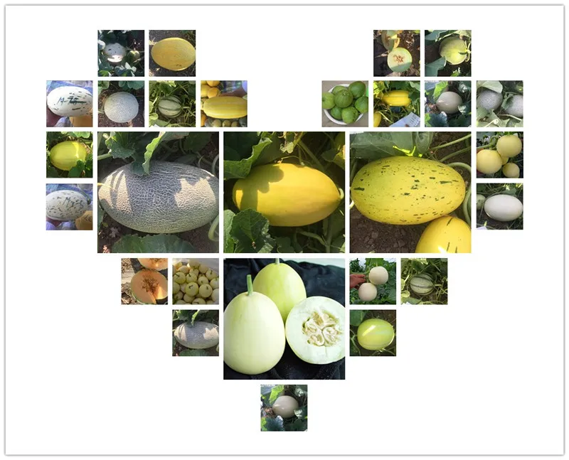Sweet Girl 20 Chinese thin skin white hybrid melon seeds