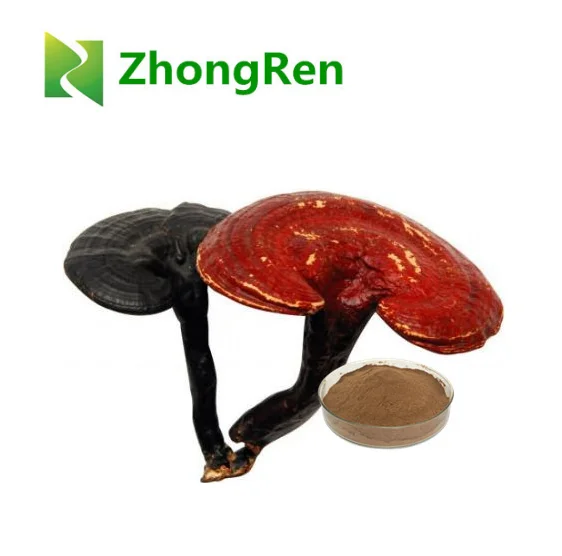 Top quality Ganoderma lucidum extract Reishi Mushroom Extract in stock