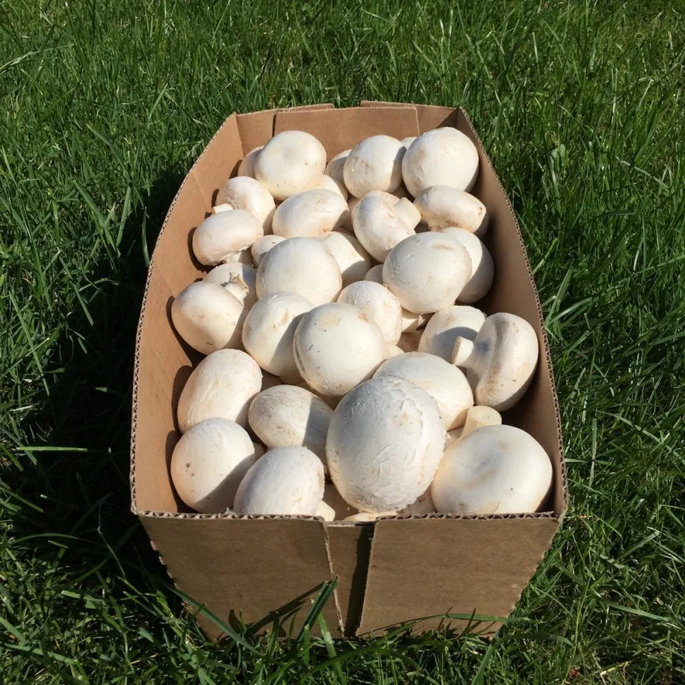 Detan свежий гриб Львиной гривы