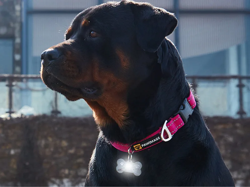 stainless steel custom metal blank chain name id silicon bone shape dog tag