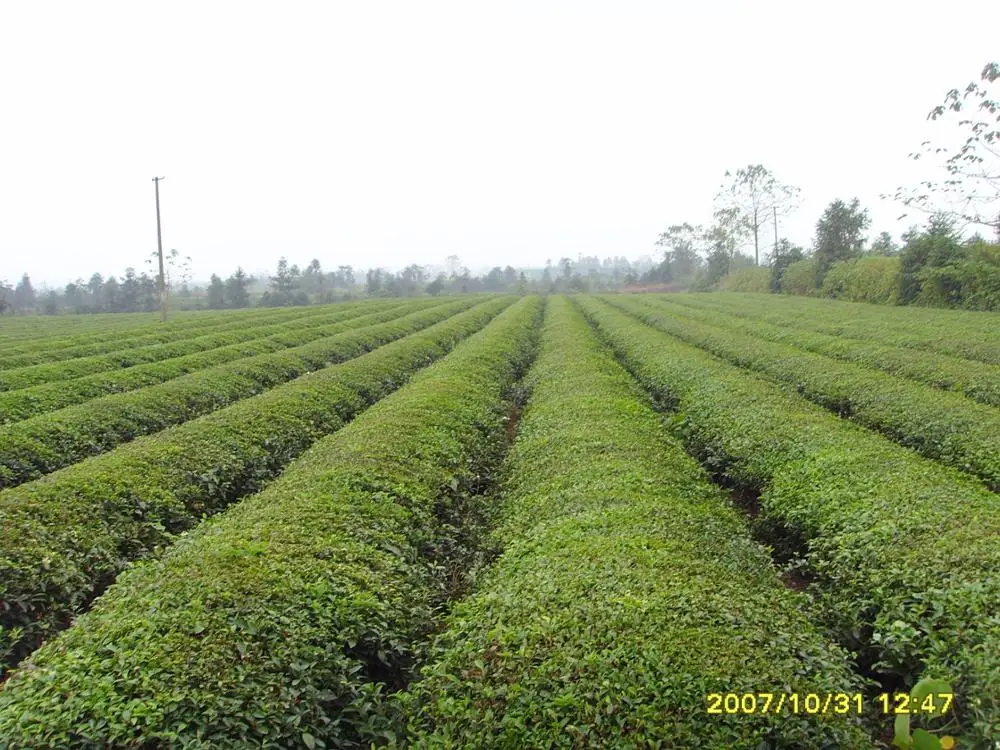 Organic No Pollution Jasmine Green Tea Or Jasmine Flower Tea