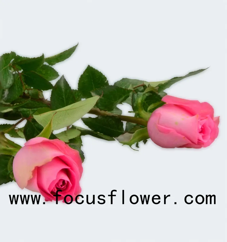 World class rose flower scenery ecuadorian roses wake up with 20stems/bundle from kunming
