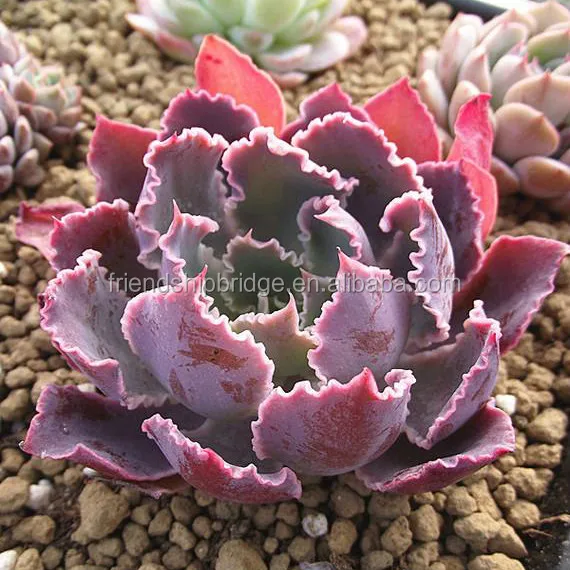 Echeveria shaviana суккулент бонсай