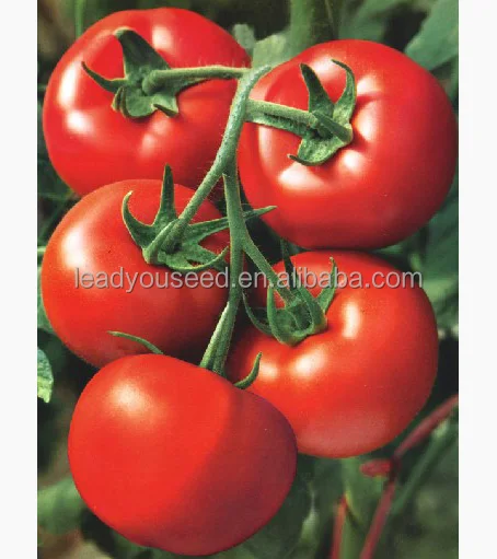
T48 New jingfeng f1 hybrid red indeterminate seeds tomato 