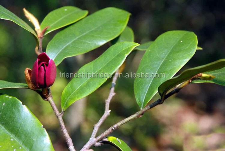 Растение-кустарник Michelia crassipes рассада