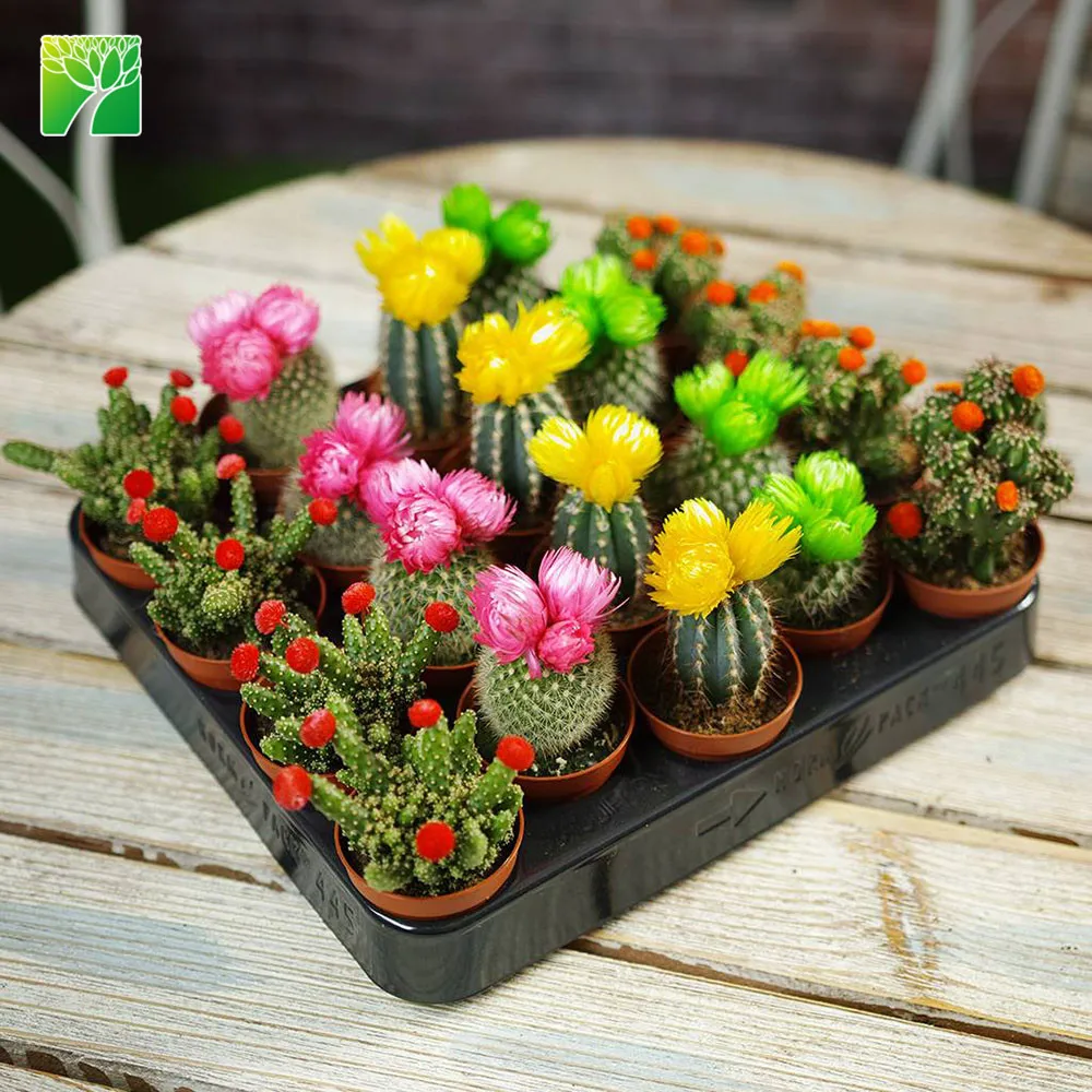 Hot sale natural live home decoration Colourful Flowering Cactus Plants