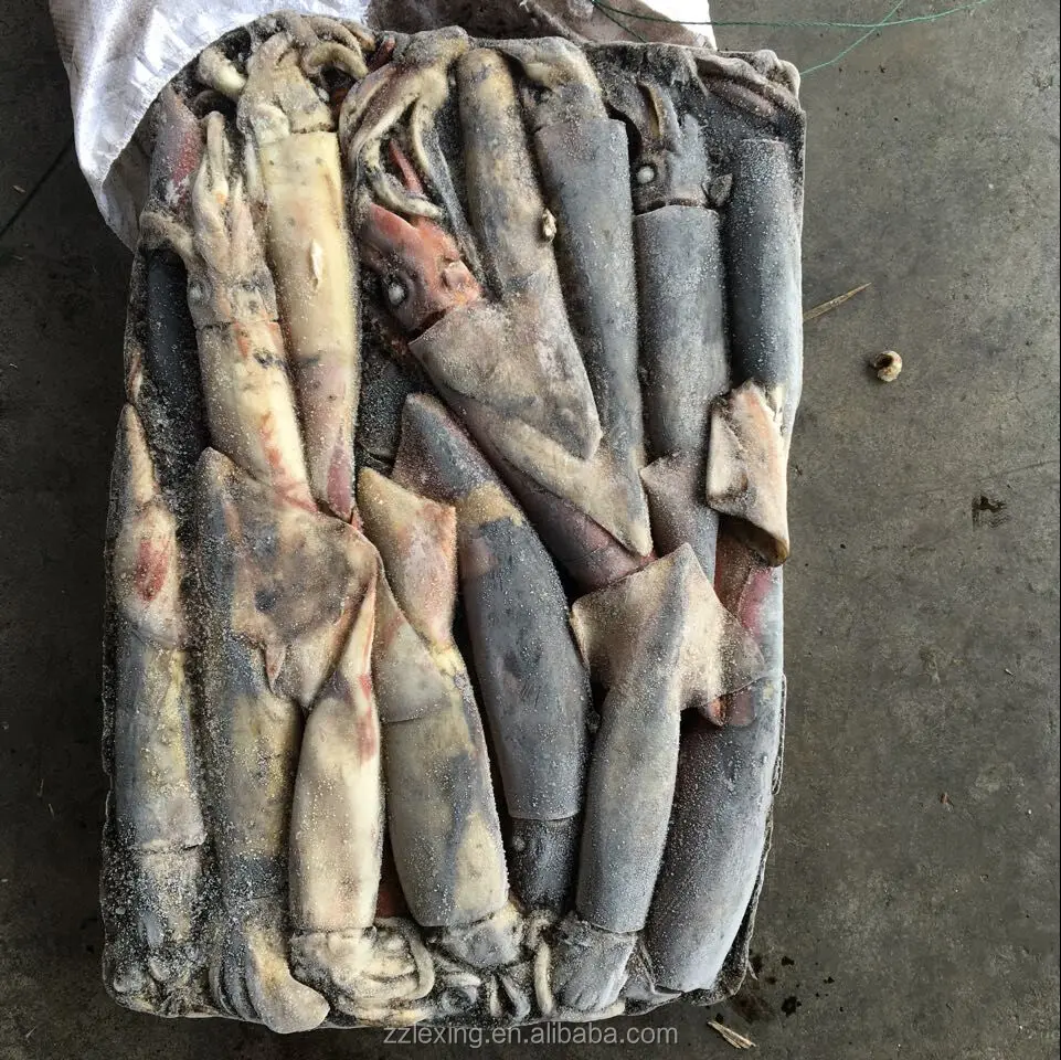 frozen north pacific squid for fishing bait, neon flying squid