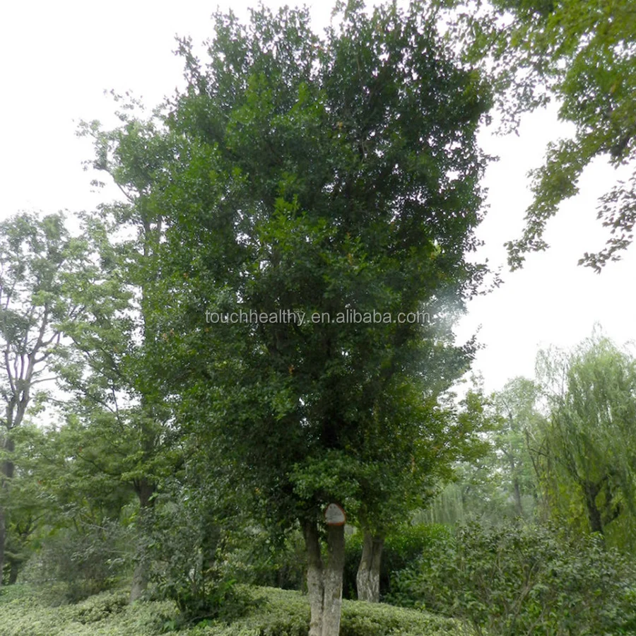 2021, семена монгольской шотландской сосны, семена пинуса сильвестрис для выращивания