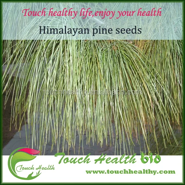 2021 Best quality Himalayan pine seeds