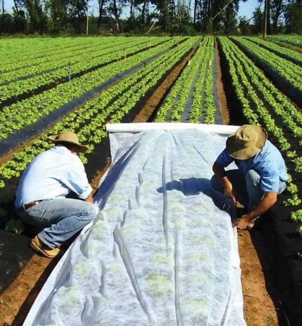 PP Spun bonded Non-woven Fabric for Agriculture