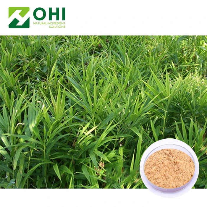 nature Extract ginger powder / organic ginger powder Zingiber officinale 5% Gingerols