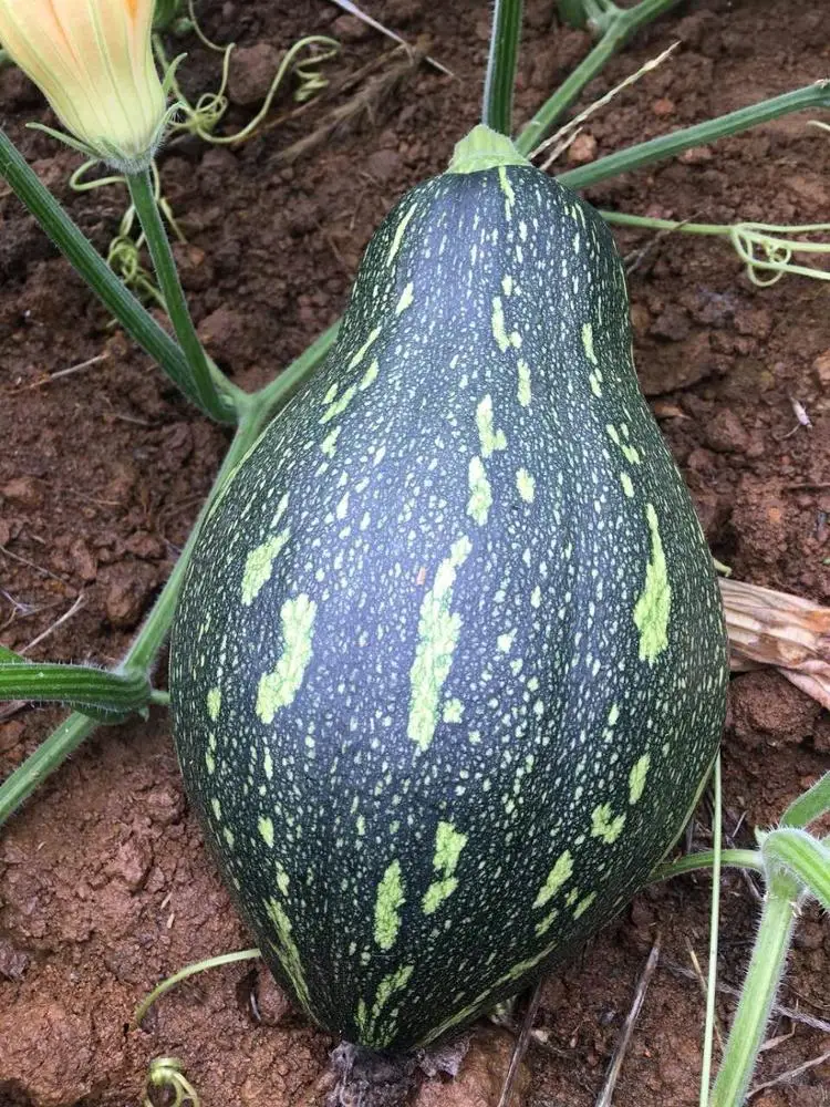 
Fresh organic The taste of tato Fresh-cut Pumpkin 