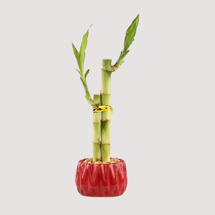 Hot selling 50cm straight natural plants lucky bamboo plant lucky bamboo cheap