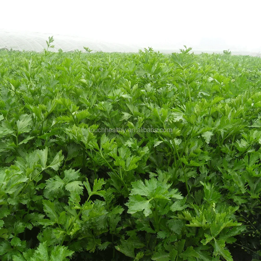2021 Touchhealthy поставка Семян Сельдерея lycopersici для посадки