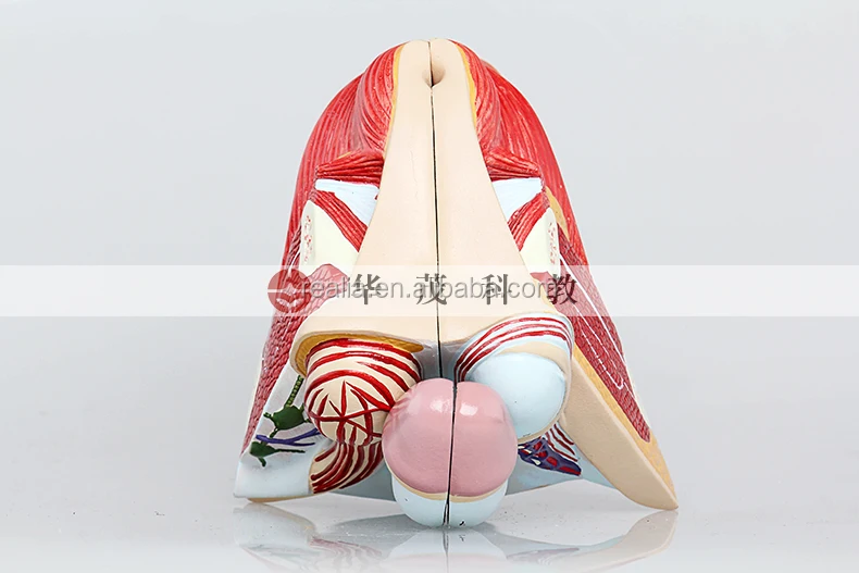 Male Genital Organ model
