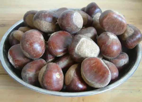 
2020 new season chestnut 30-40 40-50 50-60 